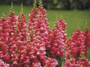 Snapdragons grow best in well-drained soil in full sun or light shade.