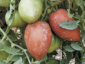 The Polish tomato is especially soft textured and sweet rather than tart like some tomatoes.