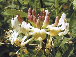 Honeysuckles prefer full sun; they will tolerate some light shade.