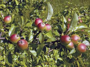 You can plant Wild Sweet Crabapple just about any time of the year if you buy “balled and burlapped” (B&B) trees or potted trees available at nurseries and garden centers.