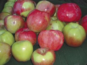 Northern Spy apples are green-skinned, but heavily streaked with a pinkish red.
