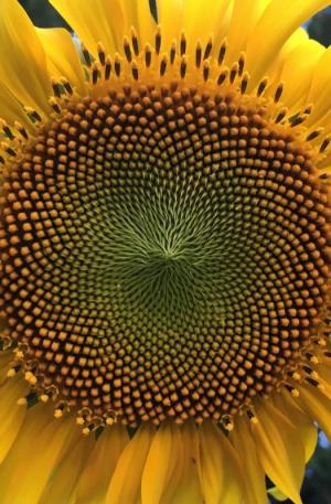 DEBBIE PETERSON PHOTO