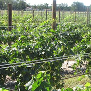 salted vines vineyard