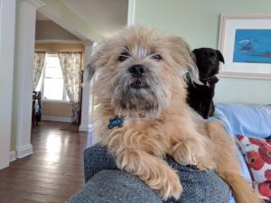 Marion Gentul’s dog Jack