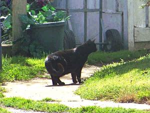 The City of Lewes has updated its feral cat ordinance. FILE PHOTO