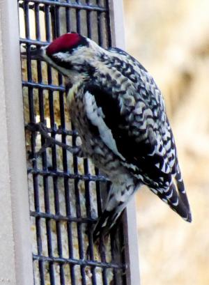 A yellow-bellied sapsucker uses the suet feeder at Mill Pond Garden. SUBMITTED PHOTO
