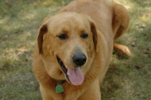 Darby, the greatest dog, has left the show. DAVE FREDERICK PHOTO