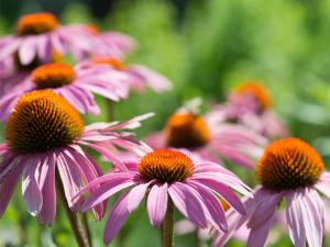 EUGEN / ADOBE STOCK PHOTO