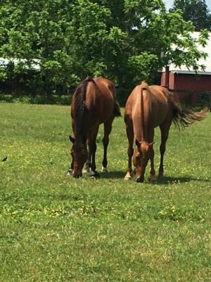 Officials warn of an increase in equine West Nile Virus cases in Delaware. MELISSA STEELE PHOTO