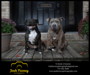 Dogs-sitting-on-steps-in-Delaware