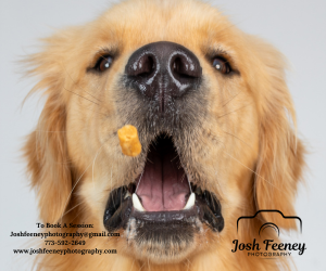 Golden-Retriever-Catches-Treat-in-Delaware